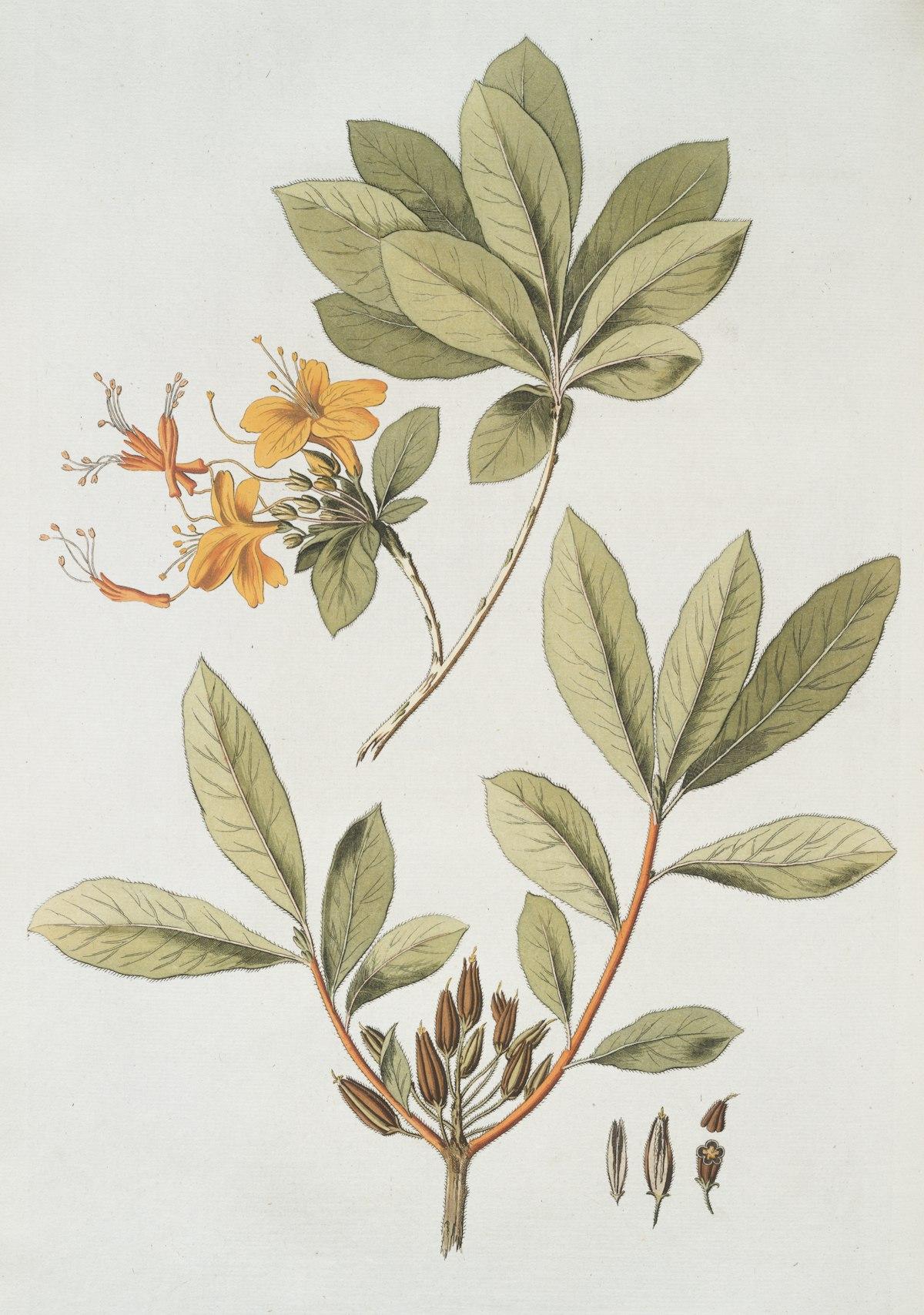 Affiche botanique vintage avec feuilles et fleurs